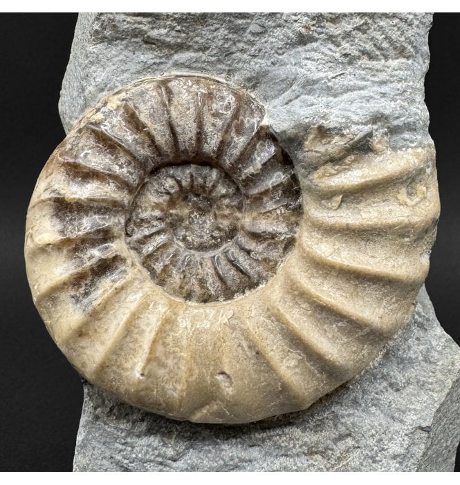 British Lower Lias, Lower Jurassic Calcite Ammonite from Charmouth, Dorset, England (SKU A5002):- Asteroceras obtusum