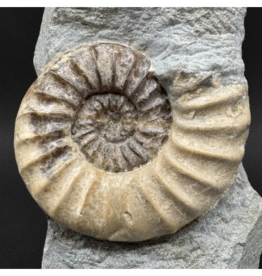 British Lower Lias, Lower Jurassic Calcite Ammonite from Charmouth, Dorset, England (SKU A5002):- Asteroceras obtusum