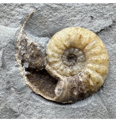 British Lower Lias, Lower Jurassic Calcite Ammonite from Charmouth, Dorset, England (SKU A5003):- Asteroceras obtusum