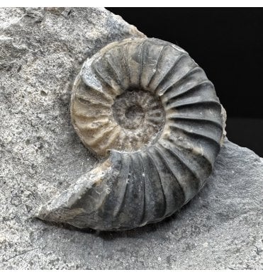 British Lower Lias, Lower Jurassic Calcite from Charmouth, Dorset, England (SKU A4867):- Caenisites turneri
