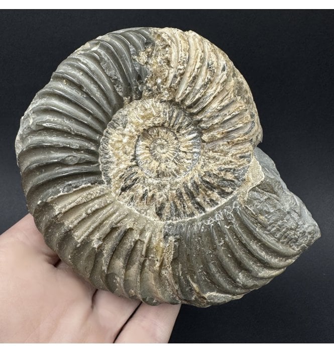 British Lower Lias, Lower Jurassic Calcite from Charmouth, Dorset, England (SKU A5008):- Caenisites turneri