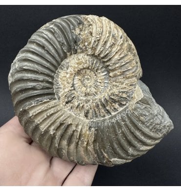 British Lower Lias, Lower Jurassic Calcite from Charmouth, Dorset, England (SKU A5008):- Caenisites turneri