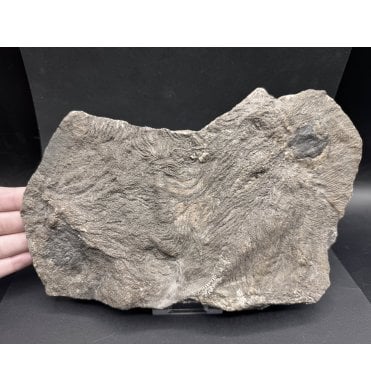 British Lower Lias, Lower Jurassic, Crinoid Cluster from Charmouth, Dorset, England (SKU OF3282):- Pentacrinites fossilis