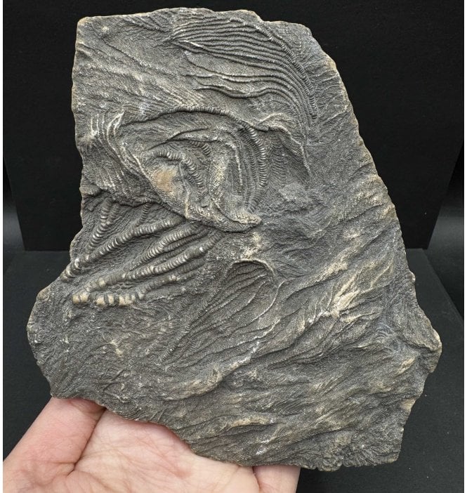 British Lower Lias, Lower Jurassic, Crinoid Cluster from Charmouth, Dorset, England (SKU OF3370):- Pentacrinites fossilis