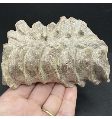 British Lower Lias, Lower Jurassic Ichthyosaurus Vertebral Column from Somerset, England (SKU V7551):- Ichthyosaurus sp. indet.