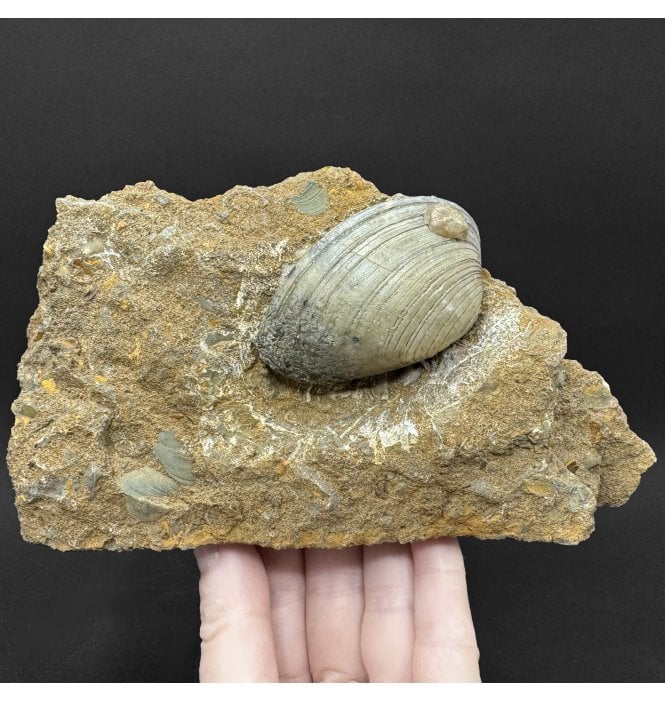 British Lower Lias, Lower Jurassic Shell Cluster from Scunthorpe, England (SKU OF4478):- Cardinia giganteum
