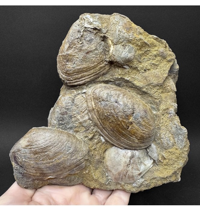 British Lower Lias, Lower Jurassic Shell Cluster from Scunthorpe, England (SKU OF4479):- Cardinia giganteum