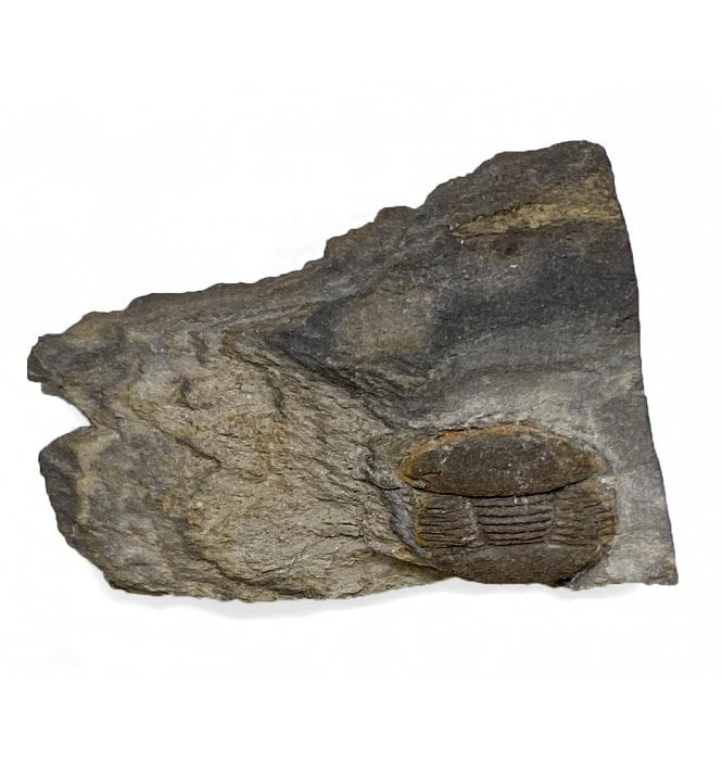 British Lower Ordovician Trilobite from Mathry, South Wales (SKU T0877):- Degamella sp.