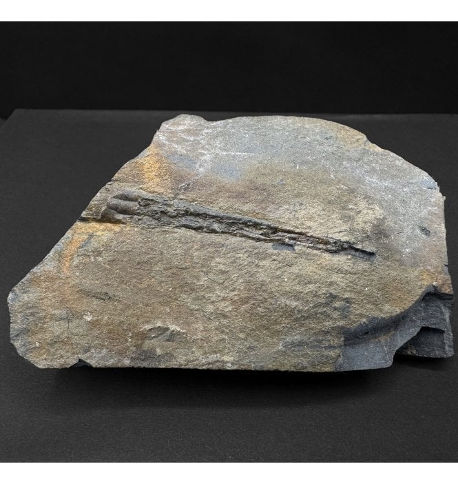 British Ordovician Hyolithoid (Calyptopomatid) from Hope Shales, Shropshire (SKU OF4012)