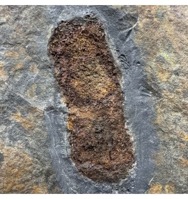 British Ordovician Primitive Fossil Sponge from Shropshire, England (SKU OF4402):- Protospongia sp.