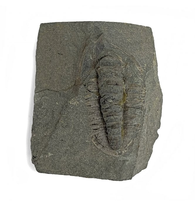 British Ordovician Trilobite from Girvan, Scotland (SKU T0866):- Paraproetus girvanensis