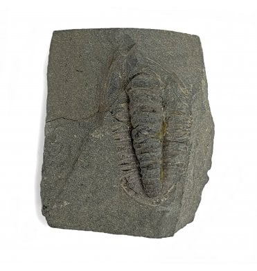 British Ordovician Trilobite from Girvan, Scotland (SKU T0866):- Paraproetus girvanensis