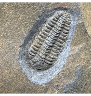 British Ordovician Trilobite from Hope Shales, Shropshire, England (SKU T1504):- Placoparia cambriensis