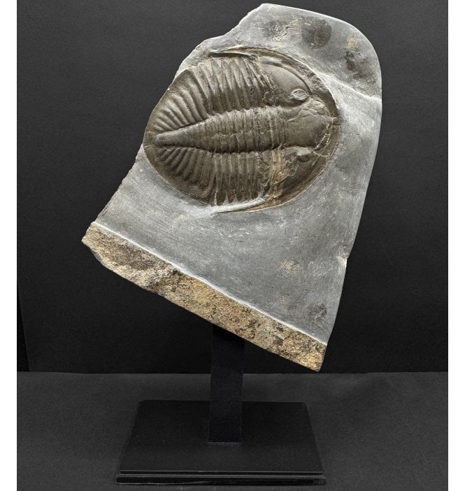 British Ordovician Trilobite from Builth Wells, Wales (SKU T1521):- Ogyginus corndensis