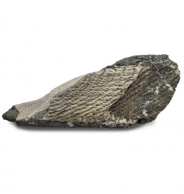 British Palaeocene Chimaerid (Ratfish) Dental Plate from Herne Bay, England (SKU V8281):- Elasmodus hunteri