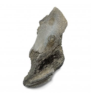 British Palaeocene Chimaerid (Ratfish) Dental Plate from Herne Bay, England (SKU V8282):- Elasmodus hunteri