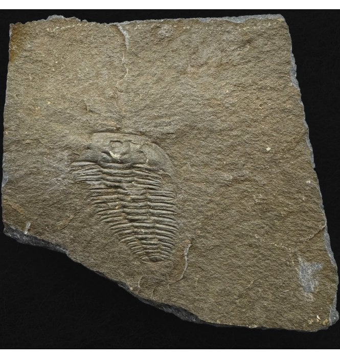 British Upper Cambrian Trilobite from Dolgellau, North Wales (SKU T1495):- Olenus cataractes