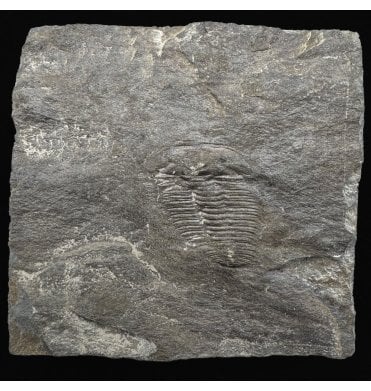 British Upper Cambrian Trilobite from Dolgellau, North Wales (SKU T1496):- Olenus cataractes