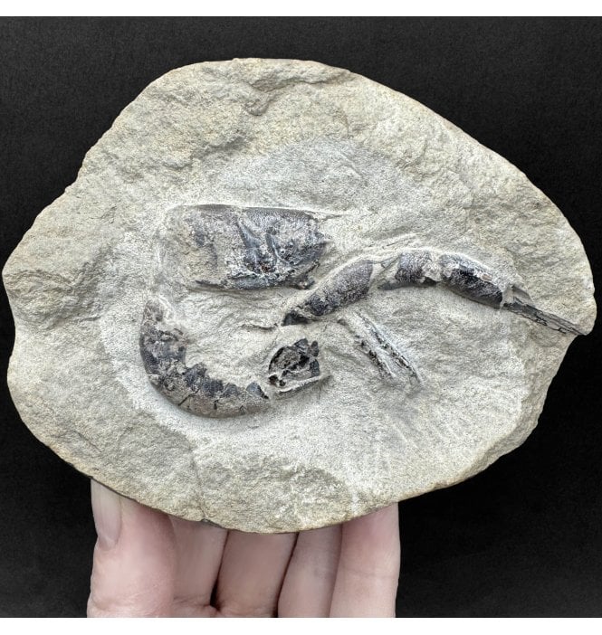 British Upper Greensand Cretaceous Lobster from Monmouth Beach, Lyme Regis. Dorset, England (SKU OF4403):- Hoploparia longimana