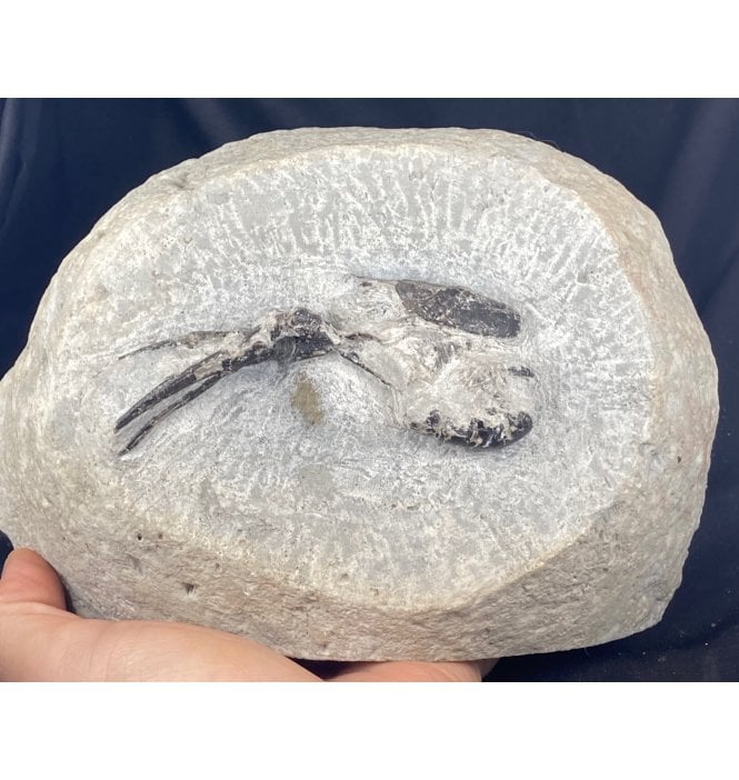 British Upper Greensand, Lower Cretaceous Lobster from Dorset, England (SKU OF1027):- Hoploparia longimana