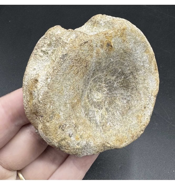 British Upper Jurassic Ichthyosaurus Vertebra from Oxfordshire, England (SKU V6695):- Brachypterigus cf. extremis