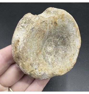 British Upper Jurassic Ichthyosaurus Vertebra from Oxfordshire, England (SKU V6695):- Brachypterigus cf. extremis
