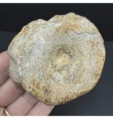 British Upper Jurassic Ichthyosaurus Vertebra from Oxfordshire, England (SKU V6810):- Brachypterigus cf. extremis