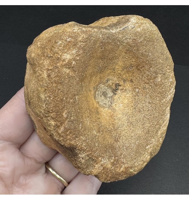 British Upper Jurassic Ichthyosaurus Vertebra from Oxfordshire, England (SKU V7449):- Brachypterigus cf. extremis