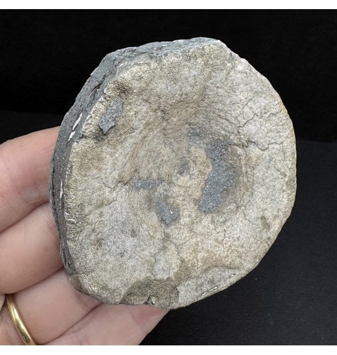 British Upper Jurassic Ichthyosaurus Vertebra from Oxfordshire, England (SKU V7451):- Brachypterigus cf. extremis