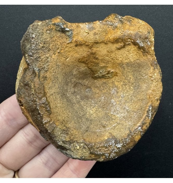 British Upper Jurassic Ichthyosaurus Vertebra from Oxfordshire, England (SKU V7590):- Brachypterigus cf. extremis
