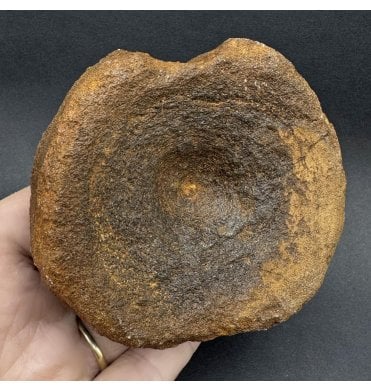 British Upper Jurassic Ichthyosaurus Vertebra from Oxfordshire, England (SKU V7883):- Brachypterigus cf. extremis