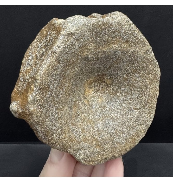 British Upper Jurassic Ichthyosaurus Vertebra from Oxfordshire, England (SKU V8531):- Brachypterigus cf. extremis