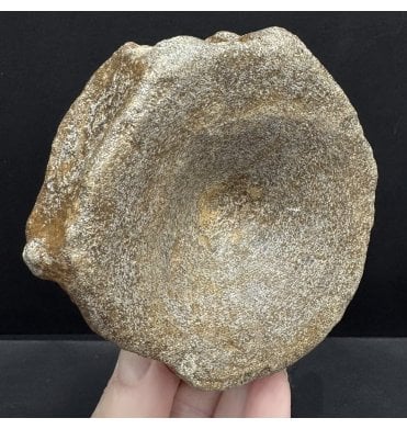 British Upper Jurassic Ichthyosaurus Vertebra from Oxfordshire, England (SKU V8531):- Brachypterigus cf. extremis