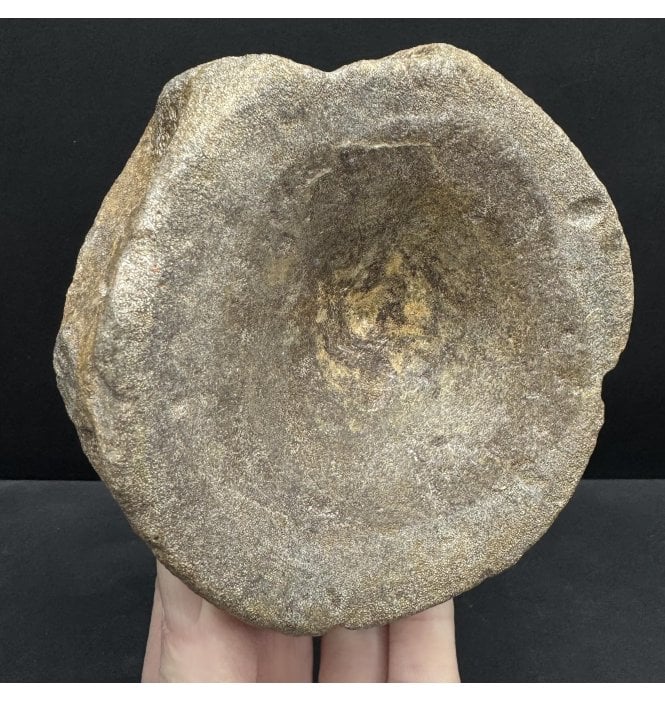 British Upper Jurassic Ichthyosaurus Vertebra from Oxfordshire, England (SKU V8532) AW47:- Brachypterigus cf. extremis