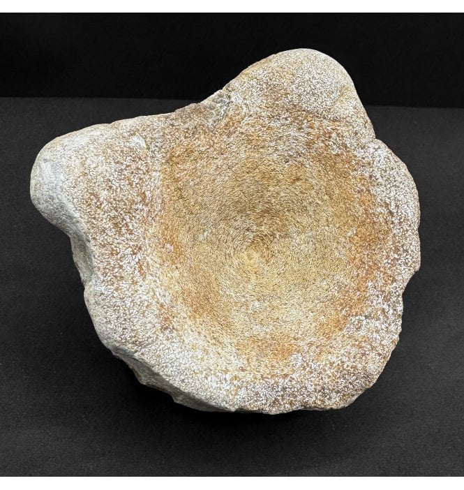 British Upper Jurassic Ichthyosaurus Vertebra from Oxfordshire, England (SKU V8876):- Brachypterigus cf. extremis