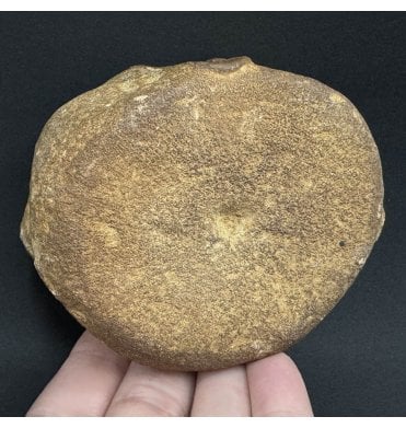 British Upper Jurassic Pliosaurus Vertebra from Oxfordshire, England (SKU V6811):- Stretosaurus (Pliosaurus) cf. macromerus