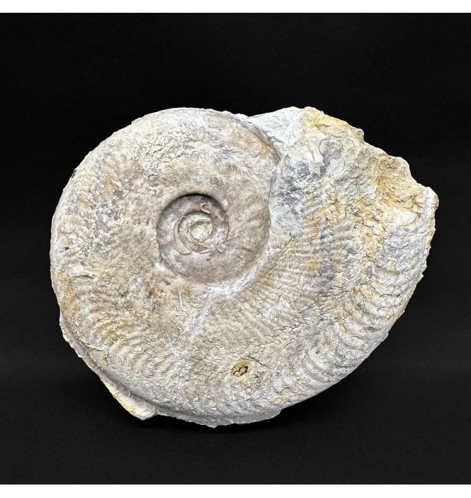 British Upper Lias, Lower Jurassic Ammonite from Somerset, England:- Harpoceras serpentinium (SKU A4830)