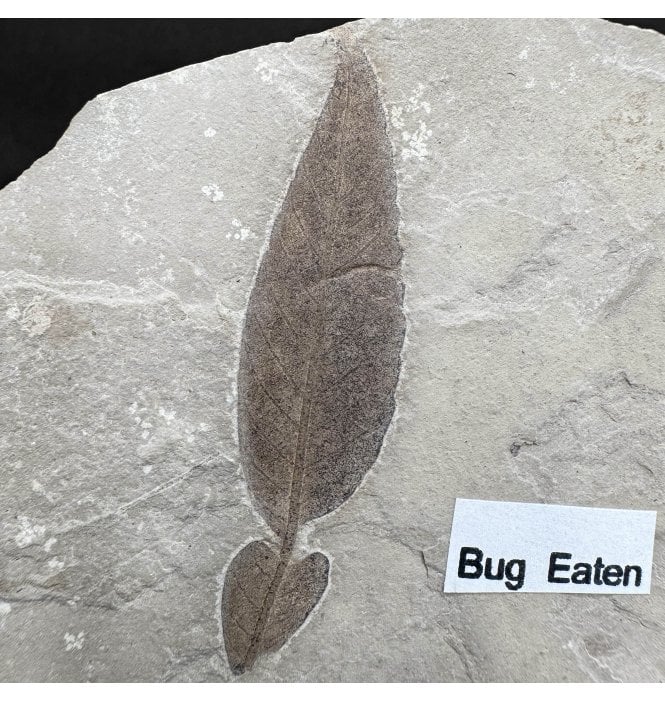 Bug Eaten Eocene Fossil Leaf from the Green River Formation, Utah, USA (SKU OF4437):- Cedrelospermum nervosum