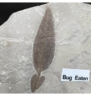 Bug Eaten Eocene Fossil Leaf from the Green River Formation, Utah, USA (SKU OF4437):- Cedrelospermum nervosum