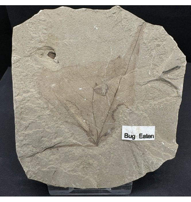 Bug Eaten Eocene Fossil Sycamore Leaf from the Green River Formation, Utah, USA (SKU OF3924):- Platanus wyomingensis