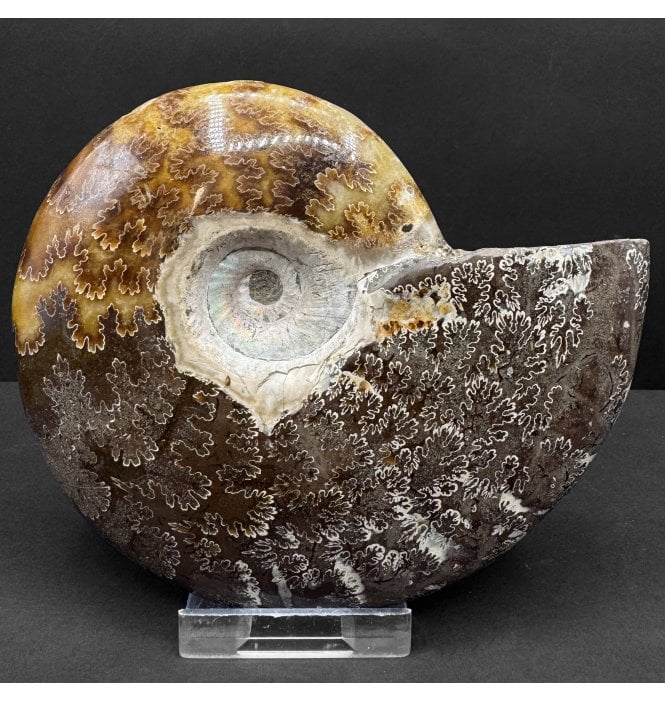 Calcite, Albian, Middle Cretaceous Ammonite from Madagascar (SKU A4726):- Cleoniceras besairiei