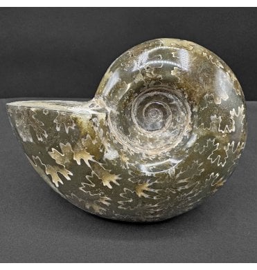 Calcite Preserved Cretaceous Ammonite from Madagascar (SKU A4442):- Puzosia quenstedti