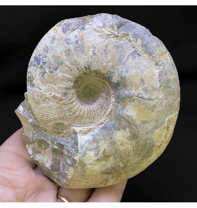 Callovian Middle Jurassic Ammonite from Gloucestershire, England (SKU A2422):- Sigaloceras calloviense