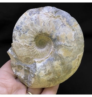 Callovian Middle Jurassic Ammonite from Gloucestershire, England (SKU A2422):- Sigaloceras calloviense