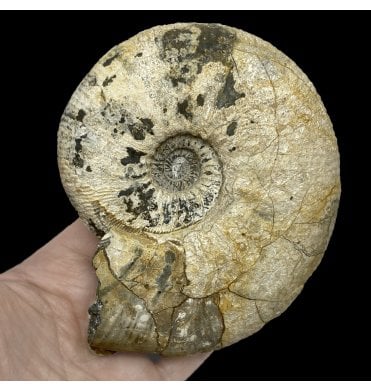 Callovian, Middle Jurassic Ammonite from Gloucestershire, England (SKU A2559):- Kepplerites gowerianus