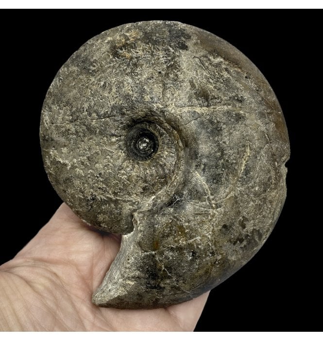 Callovian Middle Jurassic Ammonite from Gloucestershire, England (SKU A2561):- Sigaloceras calloviense