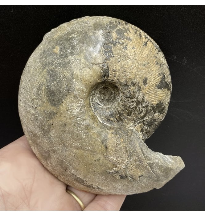 Callovian, Middle Jurassic Ammonite from Gloucestershire, England (SKU A2962):- Sigaloceras calloviense