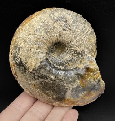 Callovian, Middle Jurassic Ammonite from Gloucestershire, England (SKU A2964):- Sigaloceras calloviense