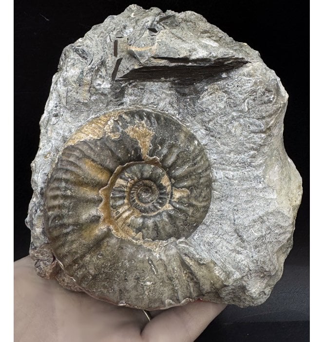 Callovian, Middle Jurassic Ammonite from Gloucestershire, England (SKU A3284):- Proplanulites cf. petrosus