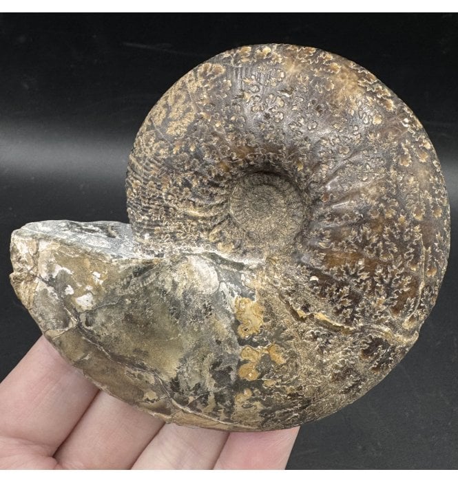 Callovian, Middle Jurassic Ammonite from Gloucestershire, England (SKU A3619):- Sigaloceras calloviense